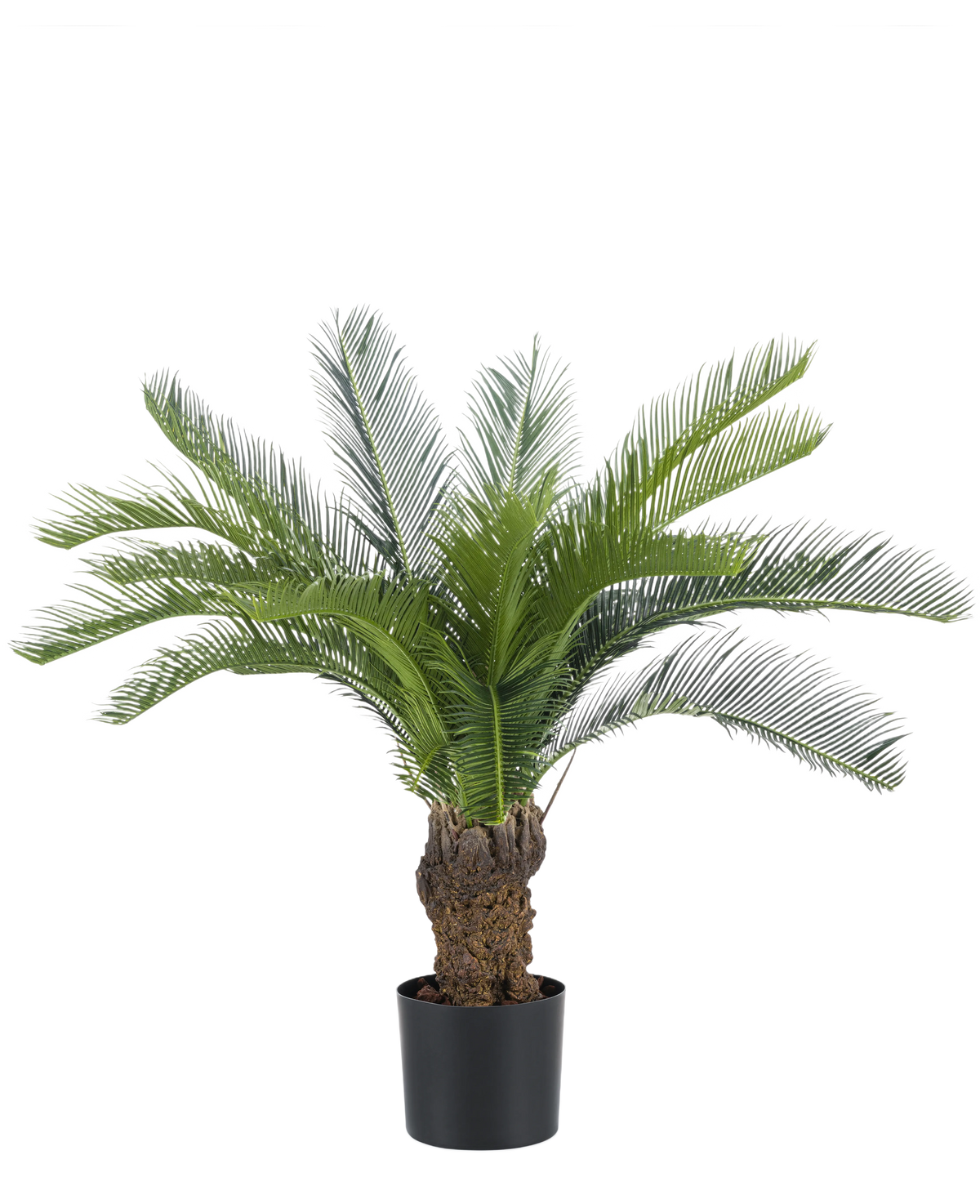 Die künstliche Cycaspalme 80 cm hat einen langen, gebogenen grünen Palmfarn und einen dicken, strukturierten Stamm. Die Pflanze steht in einem einfachen schwarzen Topf vor einem schlichten weißen Hintergrund.