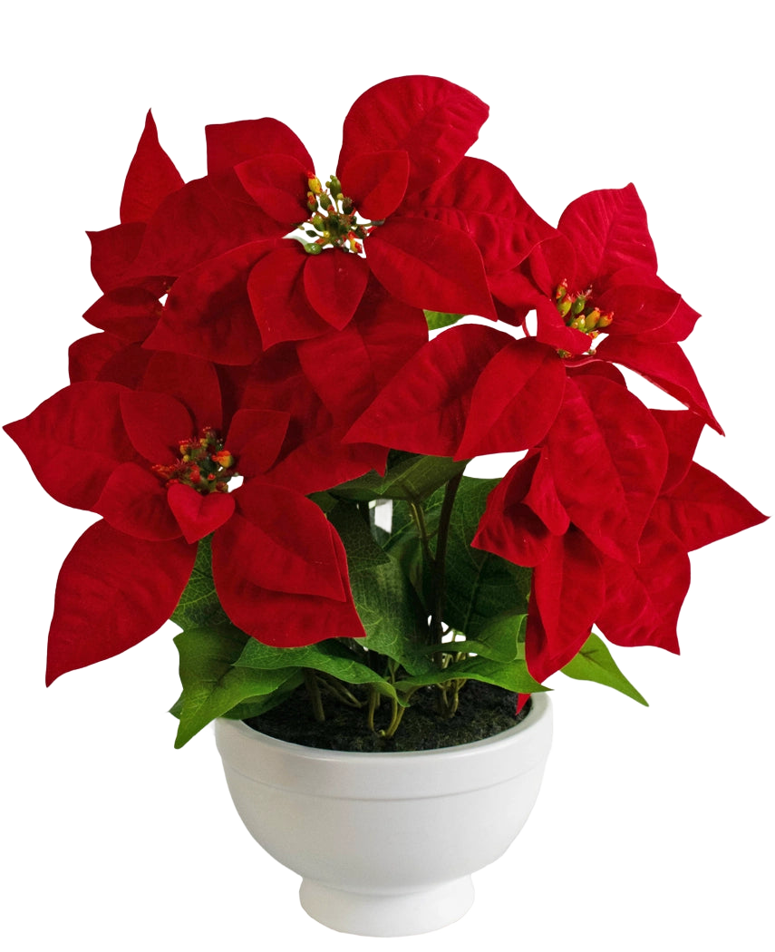 Die Kunstpflanze Weihnachtsstern 44 cm rot ist ein weißer Topf mit einer Weihnachtssternpflanze mit leuchtend roten, sternförmigen Blättern und grünem Laub vor einem schlichten weißen Hintergrund.