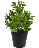 Künstliche Pflanze Perilla 25 cm: Eine leuchtend grüne Blattpflanze mit gezackten Rändern in einem einfachen schwarzen Topf, perfekt, um jedem Raum einen Hauch von Natur zu verleihen.