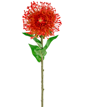 Die künstliche Blume Protea 73 cm rot hat leuchtend rote Blütenblätter, grüne Blätter und einen langen, schlanken Stiel, was sie zu einer auffälligen künstlichen Blume macht, die jedem Raum dauerhafte Schönheit verleiht.
