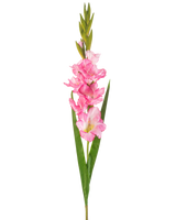 Eine einzelne künstliche Gladiole, 93 cm, leuchtend rosa, mit mehreren leuchtend rosa Blüten und Knospen, gepaart mit langen grünen Blättern, auf weißem Hintergrund.
