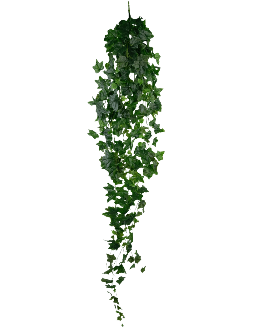 Der künstliche Efeu 180 cm grün ist ein einzelner künstlicher grüner Efeu mit dichten, spitzen Blättern, der vertikal vor einem schlichten weißen Hintergrund hängt.