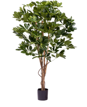 De Kunstplant Schefflera 120 cm is een hoge kunstplant met weelderige groene bladeren en meerdere slanke bruine stammen in een kleine zwarte pot, perfect voor het decoreren van elke ruimte.