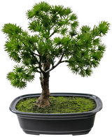 Die Kunstpflanze Bonsai Wacholder 20 cm hat dichte, stachelige grüne Blätter in einem rechteckigen schwarzen Topf mit Moos vor einem schlichten weißen Hintergrund.