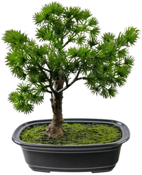 Künstliche Pflanze Bonsai Wacholder 20 cm