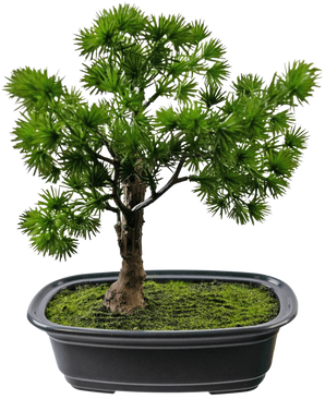 Die Kunstpflanze Bonsai Wacholder 20 cm hat dichte, stachelige grüne Blätter in einem rechteckigen schwarzen Topf mit Moos vor einem schlichten weißen Hintergrund.