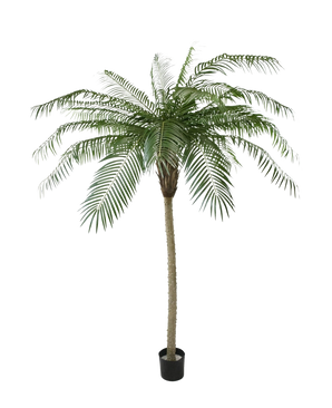Die Kunstpalme Phoenix De Luxe 210 cm hat lange, gebogene grüne Blätter und einen strukturierten Stamm, in einem kleinen schwarzen Topf vor einem schlichten weißen Hintergrund.