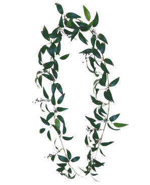 De Kunst Smilax Slinger 180cm is een krans in de vorm van de letter O, gemaakt van lange groene bladertakken met kleine trosjes donkere bessen tegen een effen witte achtergrond.