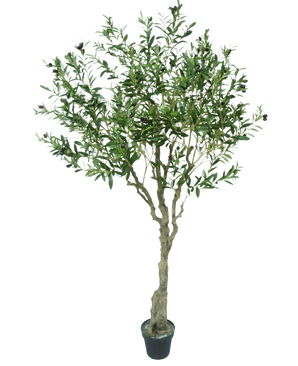 Der künstliche Olivenbaum 200 cm hat einen schlanken hellbraunen Stamm, zahlreiche grüne Blätter und kleine dunkle Oliven an den Zweigen. Dieser künstliche Olivenbaum sieht vor einem weißen Hintergrund naturgetreu aus.