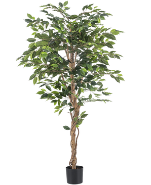 Die feuerhemmende Kunstpflanze Ficus 180 cm hat gedrehte braune Stämme und üppig grüne Blätter, in einem kleinen schwarzen Pflanzgefäß vor weißem Hintergrund – eine elegante, wartungsfreie Pflanze für jedes Interieur.