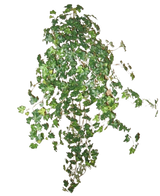 Der künstliche Efeu Deluxe Green 90 cm ist eine Gruppe dichter grüner Efeuranken, die nach unten und außen verlaufen, isoliert auf einem schlichten weißen Hintergrund.