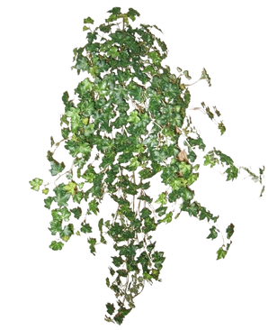 Der künstliche Efeu Deluxe Green 90 cm ist eine Gruppe dichter grüner Efeuranken, die nach unten und außen verlaufen, isoliert auf einem schlichten weißen Hintergrund.