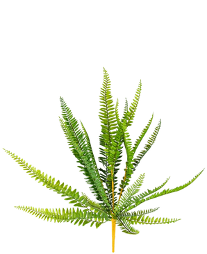 Die künstliche Farnpflanze 55 cm hat leuchtend grüne, lange, schlanke, spitze Blätter, die nach außen ragen, vor einem schlichten weißen Hintergrund.