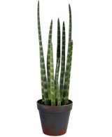 Die künstliche Sansevieria Cylindrica 43 cm ist eine Topfschlangenpflanze mit hohen, aufrechten grünen Blättern und dezenten horizontalen Streifen vor einem schlichten weißen Hintergrund.