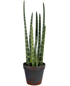 Die künstliche Sansevieria Cylindrica 43 cm ist eine Topfschlangenpflanze mit hohen, aufrechten grünen Blättern und dezenten horizontalen Streifen vor einem schlichten weißen Hintergrund.