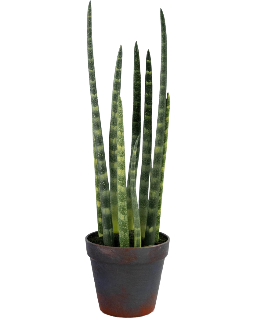 Die künstliche Sansevieria Cylindrica 43 cm ist eine Topfschlangenpflanze mit hohen, aufrechten grünen Blättern und dezenten horizontalen Streifen vor einem schlichten weißen Hintergrund.