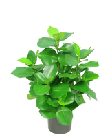 Die Kunstpflanze Clusia 45 cm hat dicke, glänzende, ovale grüne Blätter vor einem schlichten weißen Hintergrund.