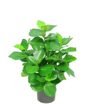 Die Kunstpflanze Clusia 45 cm hat dicke, glänzende, ovale grüne Blätter vor einem schlichten weißen Hintergrund.