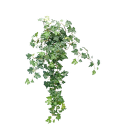 Der künstliche Efeu Deluxe Green 60 cm ist eine üppige, künstliche Efeupflanze mit kaskadierenden grünen Blättern vor einem schlichten weißen Hintergrund.