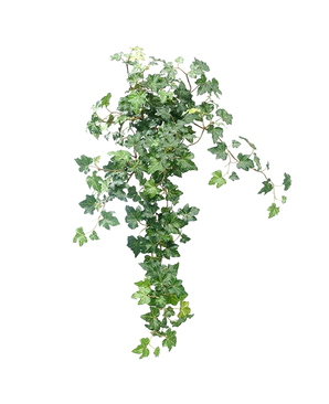 Der künstliche Efeu Deluxe Green 60 cm ist eine üppige, künstliche Efeupflanze mit kaskadierenden grünen Blättern vor einem schlichten weißen Hintergrund.