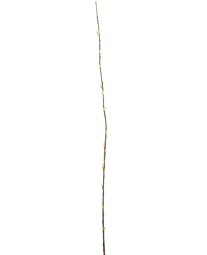 Die künstliche Blumen-Salix-Weide 150 cm ist ein einzelner schlanker Zweig mit kleinen Knospen entlang der Länge vor einem schlichten weißen Hintergrund.
