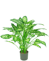 Die Kunstpflanze Dieffenbachia 75 cm ist eine grüne Topfpflanze mit großen, spitzen Blättern in hellgrünen und weißen Farbtönen, dargestellt vor einem schlichten weißen Hintergrund.