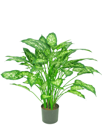 Die Kunstpflanze Dieffenbachia 75 cm ist eine grüne Topfpflanze mit großen, spitzen Blättern in hellgrünen und weißen Farbtönen, dargestellt vor einem schlichten weißen Hintergrund.