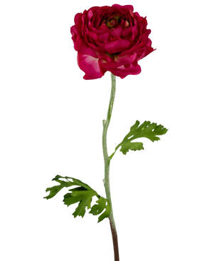 Der künstliche Blumen-Ranunkel 51 cm dunkelrosa ist ein künstlicher dunkelrosa Ranunkel mit geschichteten Blütenblättern, einem langen grünen Stiel und tief gelappten grünen Blättern, isoliert auf einem weißen Hintergrund.
