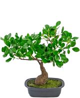 Die Kunstpflanze Bonsai Ficus 30 cm hat einen kleinen, gebogenen Stamm und dichte, glänzend grüne Blätter, in einem flachen schwarzen Topf mit Moos. Es passt perfekt in jeden Raum und hebt sich wunderbar von einem schlichten weißen Hintergrund ab.