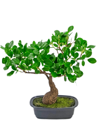 Künstliche Pflanze Bonsai Ficus 30 cm