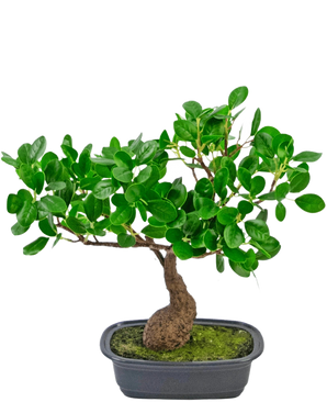 Die Kunstpflanze Bonsai Ficus 30 cm hat einen kleinen, gebogenen Stamm und dichte, glänzend grüne Blätter, in einem flachen schwarzen Topf mit Moos. Es passt perfekt in jeden Raum und hebt sich wunderbar von einem schlichten weißen Hintergrund ab.