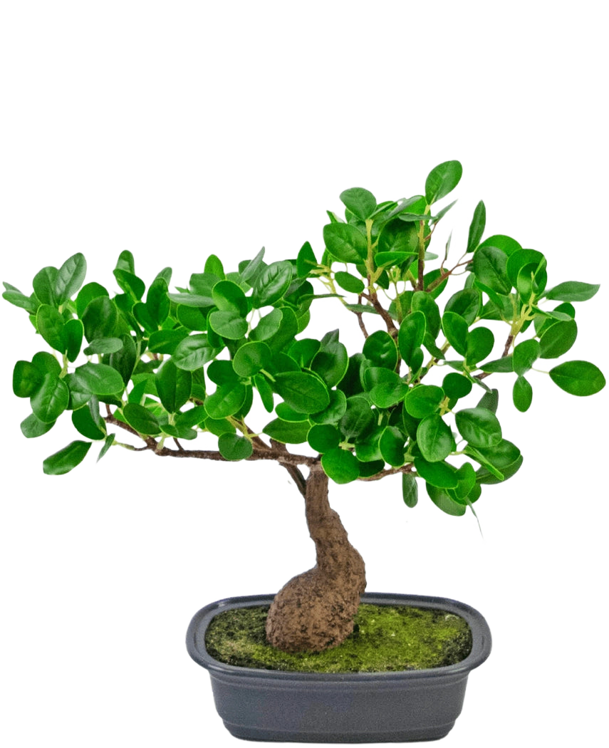 Die Kunstpflanze Bonsai Ficus 30 cm hat einen kleinen, gebogenen Stamm und dichte, glänzend grüne Blätter, in einem flachen schwarzen Topf mit Moos. Es passt perfekt in jeden Raum und hebt sich wunderbar von einem schlichten weißen Hintergrund ab.