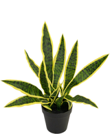 Vor einem schlichten weißen Hintergrund ist eine Kunstpflanze Sansevieria Laurentii 44 cm im dekorativen Topf mit langen, aufrechten grünen Blättern, gelben Rändern und dunklen Streifen abgebildet.