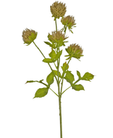 Die künstliche Blumendistel 66 cm braun hat einen grünen Stiel mit mehreren verzweigten Blättern und sechs braunen, zarten Blütenköpfen vor einem schlichten weißen Hintergrund.