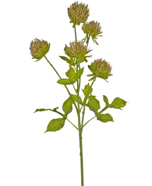 Die künstliche Blumendistel 66 cm braun hat einen grünen Stiel mit mehreren verzweigten Blättern und sechs braunen, zarten Blütenköpfen vor einem schlichten weißen Hintergrund.