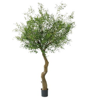 De Kunst Olijfboom 270 cm zonder olijven staat in elegante sierpotten, met een gedraaide stam en dicht groen gebladerte, tegen een effen witte achtergrond.