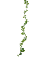 Die künstliche Weinpflanze Monstera 182 cm ist eine lange künstliche Liane mit grünen, natürlich geformten Blättern, die vertikal vor einem schlichten hellen Hintergrund hängt.
