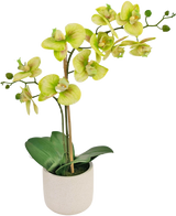 Die künstliche Orchidee Real Touch 60 cm grün ist eine künstliche Orchidee im Topf mit hellgrünen und gelben Blüten, mehreren grünen Knospen an langen Stielen und breiten dunkelgrünen Blättern in einem schlichten weißen Topf.