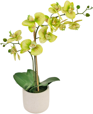 Die künstliche Orchidee Real Touch 60 cm grün ist eine künstliche Orchidee im Topf mit hellgrünen und gelben Blüten, mehreren grünen Knospen an langen Stielen und breiten dunkelgrünen Blättern in einem schlichten weißen Topf.