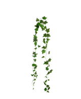 Die künstliche Efeu-Girlande 180 cm grün hat spitze grüne Efeublätter, die in zwei Strängen vor einem schlichten weißen Hintergrund hängen.