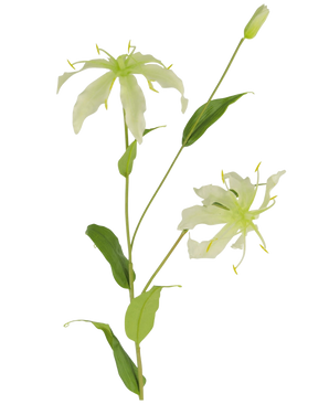 Die Kunstblume Gloriosa 81 cm weiß hat einen grünen Stiel mit langen, schlanken Blättern und zwei hellgrüne, spinnenartige Blüten mit schmalen, gekräuselten Blütenblättern, gelben Staubgefäßen und einer geschlossenen Knospe an der Spitze für eine naturgetreue Optik.