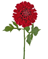 Kunstblume Dahlie 50 cm rot: eine einzelne rote Dahlie mit mehreren Lagen Blütenblättern und grünen Blättern an einem langen Stiel, isoliert auf weißem Hintergrund.