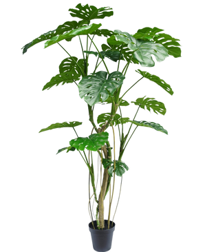 Die Kunstpflanze Monstera 210 cm ist eine hohe Topfpflanze mit mehreren langen Stielen und großen, glänzenden, gespaltenen grünen Blättern, die einer echten Monstera ähneln. Hier vor einem schlichten weißen Hintergrund dargestellt.