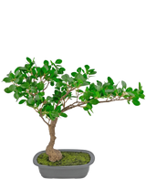 Die Kunstpflanze Bonsai Ficus 40 cm hat einen schlanken, gebogenen Stamm mit dichten grünen Blättern in einem flachen rechteckigen Topf mit Moos darauf, vor einem weißen Hintergrund.