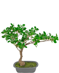 Künstliche Pflanze Bonsai Ficus 40 cm