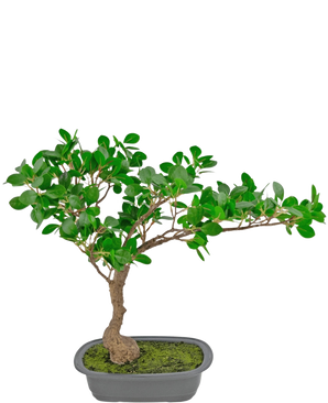 Die Kunstpflanze Bonsai Ficus 40 cm hat einen schlanken, gebogenen Stamm mit dichten grünen Blättern in einem flachen rechteckigen Topf mit Moos darauf, vor einem weißen Hintergrund.