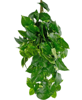 Die künstliche Hängepflanze Golden Vine Deluxe 80 cm hat leuchtend grüne, herzförmige Blätter, die herunterfallen und ein üppiges Bild vor einem schlichten weißen Hintergrund bilden.