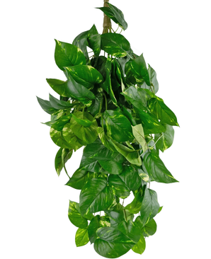 Die künstliche Hängepflanze Golden Vine Deluxe 80 cm hat leuchtend grüne, herzförmige Blätter, die herunterfallen und ein üppiges Bild vor einem schlichten weißen Hintergrund bilden.