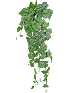 Die künstliche Hängepflanze Scindapsus 90 cm ist eine hängende Kletterpflanze mit herzförmigen grünen Blättern, die mit silberweißen Sprenkeln verziert sind und vor einem schlichten weißen Hintergrund herunterfallen.