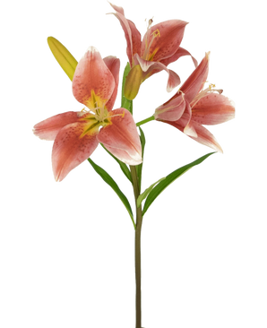 Auf einem Stiel der Kunstblume Asiatische Lilie 66 cm Altrosa befinden sich mehrere blühende rosa Lilien mit grünen Blättern vor einem schlichten weißen Hintergrund.